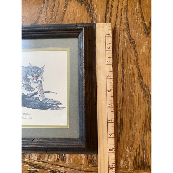 Vintage 1969 Kentucky Wildcat Lynx Rufus Print By Gene Gray Framed Art - Picture 5 of 6